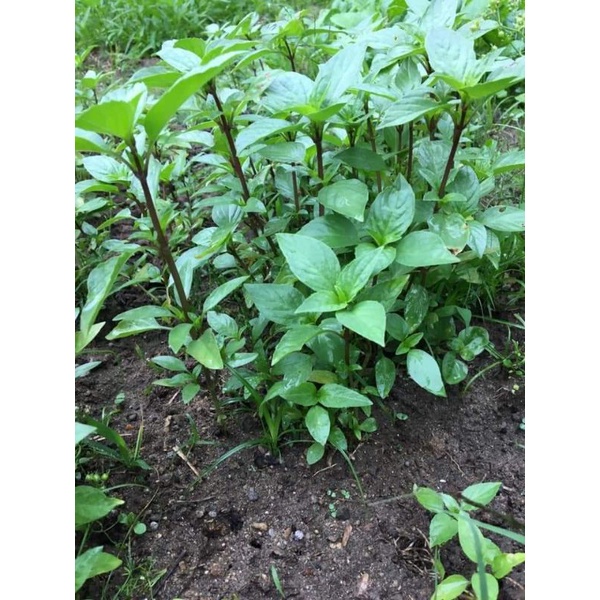 Hạt giống rau húng quế  chất lượng cao Trang Nông 10gr