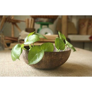 Chén (Bát) Gáo Dừa Tự Nhiên One4One (mài bóng và mài thô - không ngâm/sơn hóa chất) / Coconut Bowl