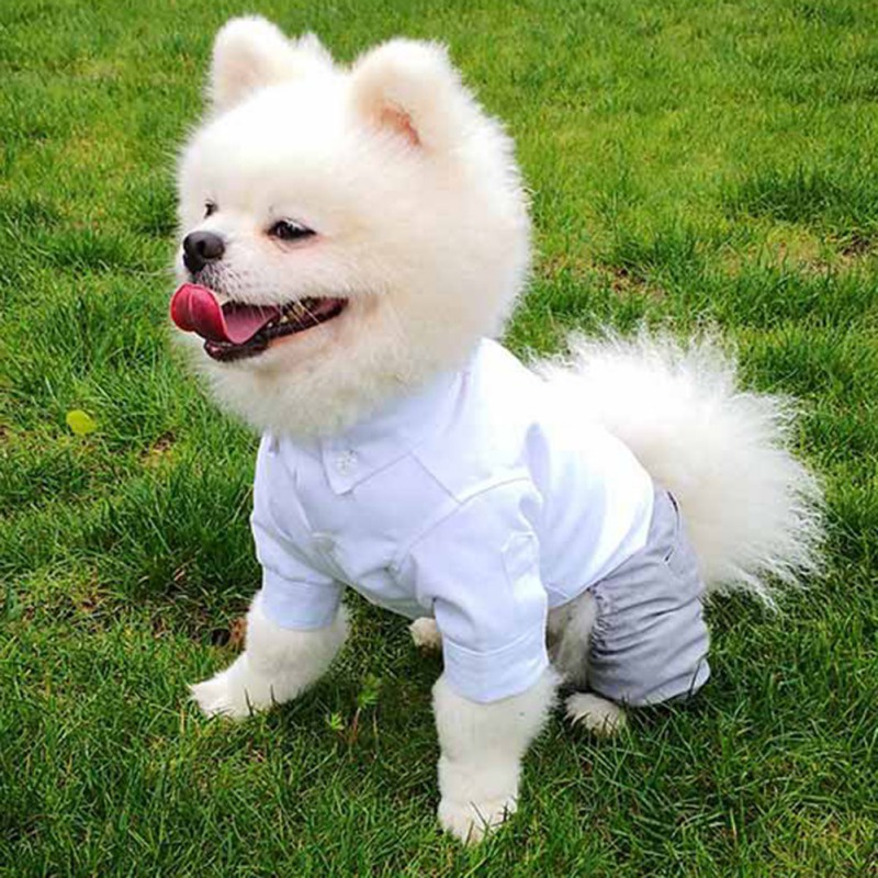 Áo Vest LịCh Sự Cho Thú Cưng