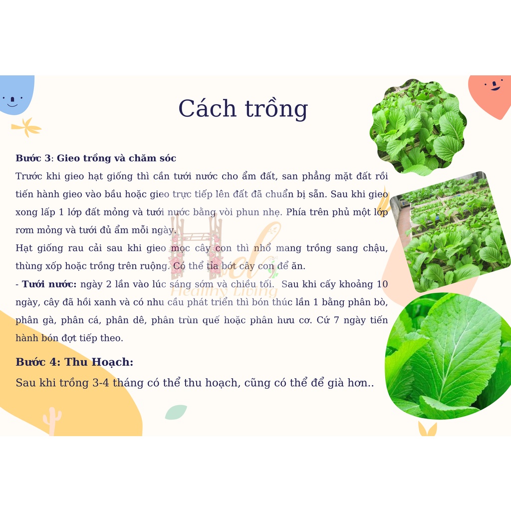 Hạt Giống Cải Bẹ Xanh Mỡ Cao Sản Dễ Trồng - Trồng Hạt Giống Rau Củ Quả Bằng Đất Sạch, Xơ Dừa, Mùn Dừa, Phân Bón Hữu Cơ