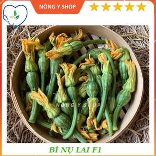 Hạt giống bí nụ lại F1 (Bí ngô bao tử) Rạng Đông - GITA 33 - 8 hạt