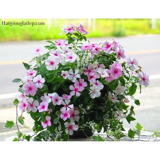 Hạt Giống Hoa Dừa Cạn