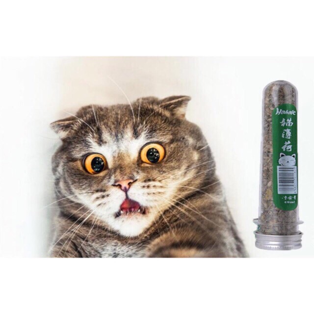 Catnip cỏ bạc hà cho mèo 40ml