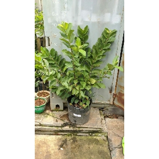 Ổi lê Đài Loan
