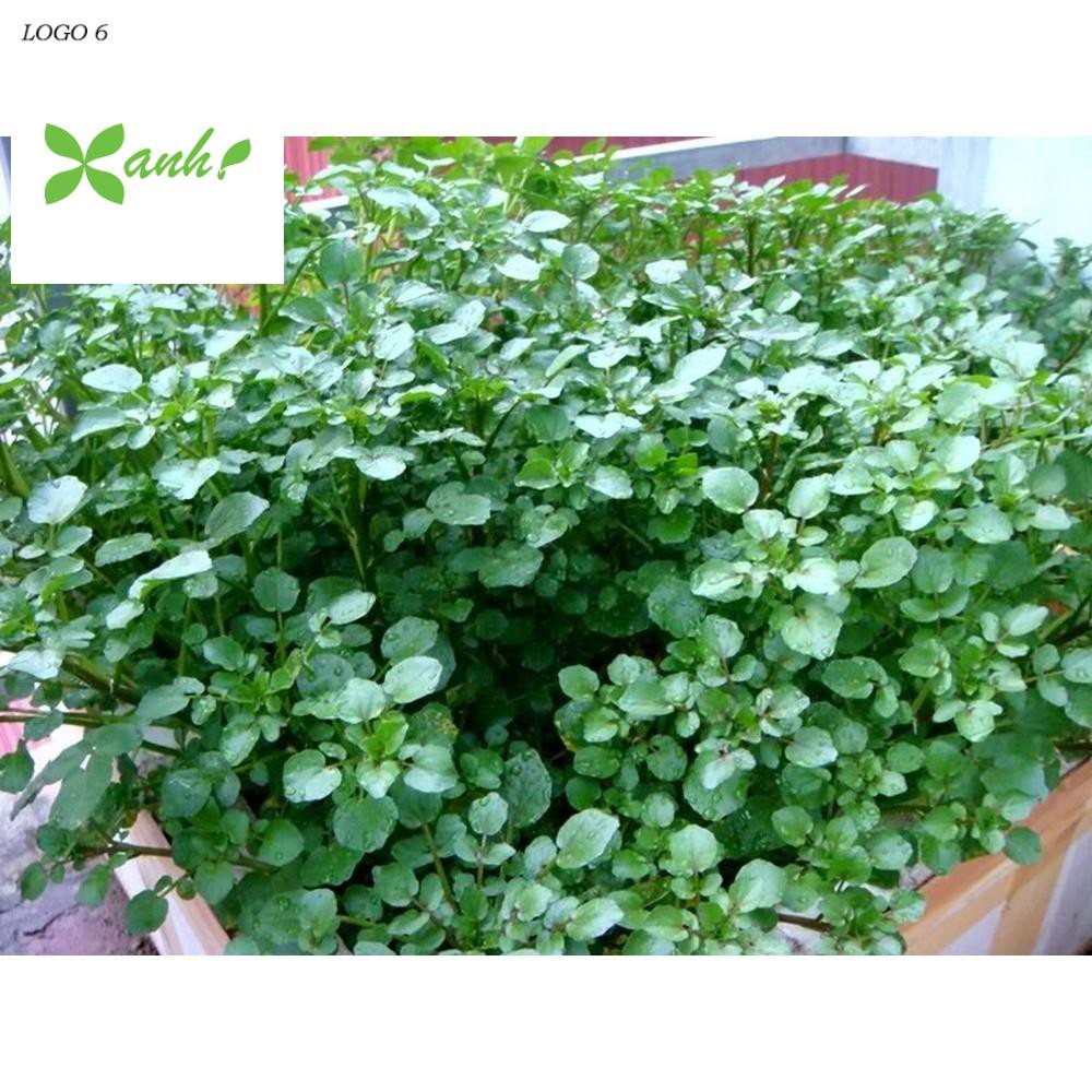 Giống Xà lách xoong Mỹ