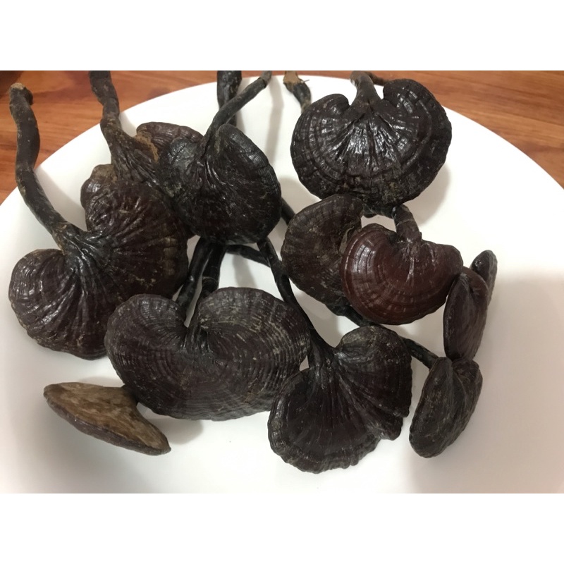 Set phong thủy nấm linh chi rừng