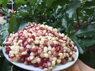 Ngô bung