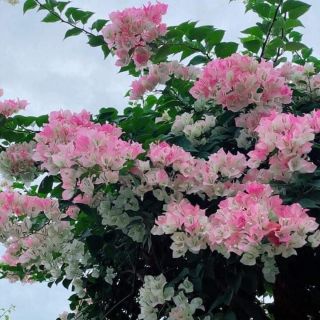 Cây hoa giấy Thái phớt hồng