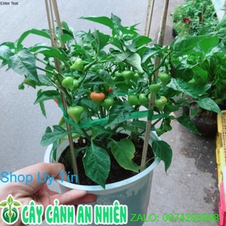 Chậu ớt kiểng trái tim
