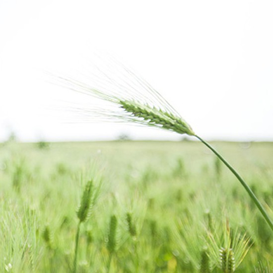 [Mã FMCGMALL - 8% đơn 250K] Sữa rửa mặt tạo bọt từ lúa mạch xanh innisfree Green Barley Bubble Cleanser 150ml | BigBuy360 - bigbuy360.vn