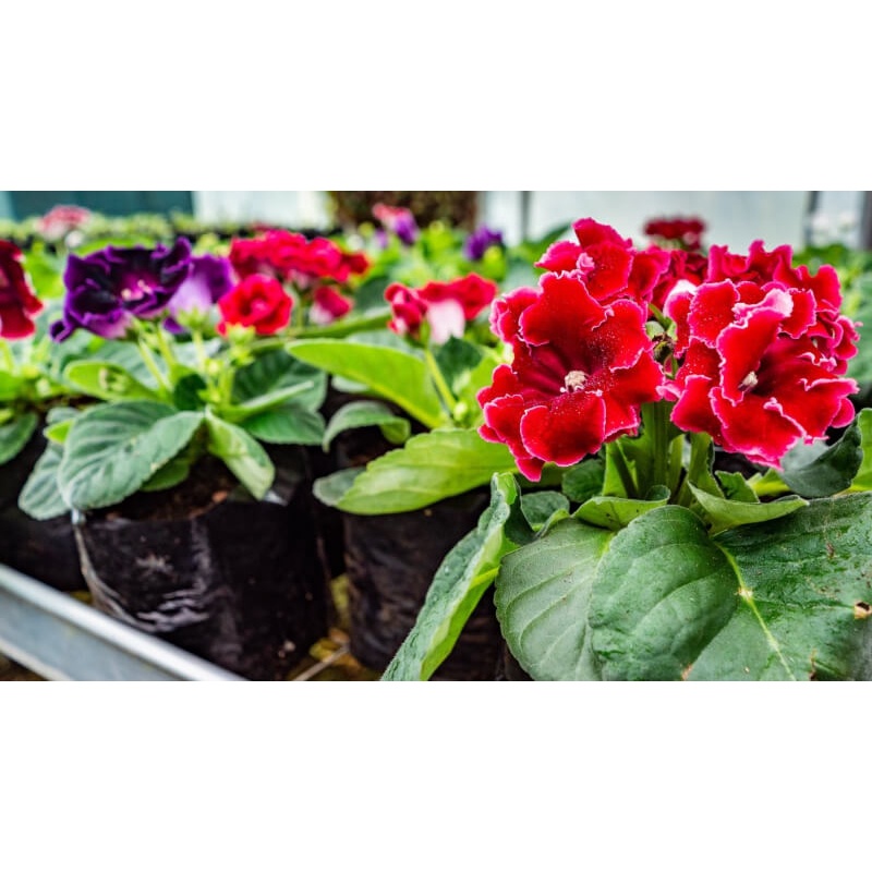 ạt giống hoa Tử la lan - Nảy mầm tốt - Tặng kèm 1 gói bón lá và 1 gói kích nảy mầm, có tờ hướng dẫn trồng Chưa Có Đánh G