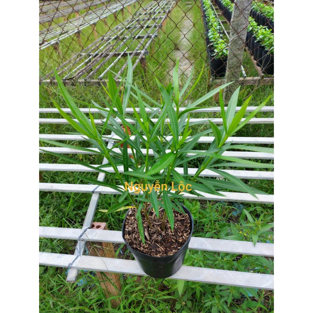 Cây hoa trúc đào + Tặng  phân hữu cơ cao cấp