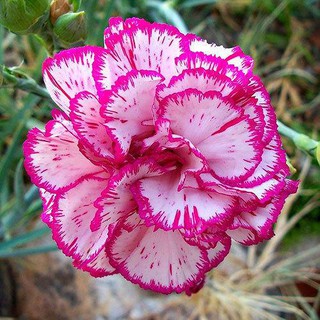 Hạt Giống Hoa Cẩm Chướng Kép Mix - gói 50 hạt