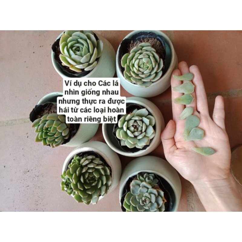 Lá mầm Sen Đá Mộc Châu giá chỉ 1k  - NeyuhGarden