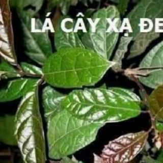 Combo 2 gói xạ đen hòa bình loại 1
