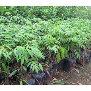 COMBO 5 CÂY GIỐNG CÓC THÁI 139K
