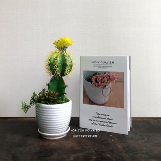 Chậu Cây Xương Rồng Giả Cao Cấp  Phù Hợp Trang Nhà, Văn Phòng, Để Bàm, Làm Đồ Decor Chụp Ảnh