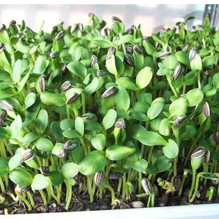 Hạt Mầm hướng dương ( 50gr/Gói )