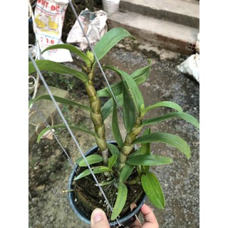 Lan Damry  nụ tết hoa thơm