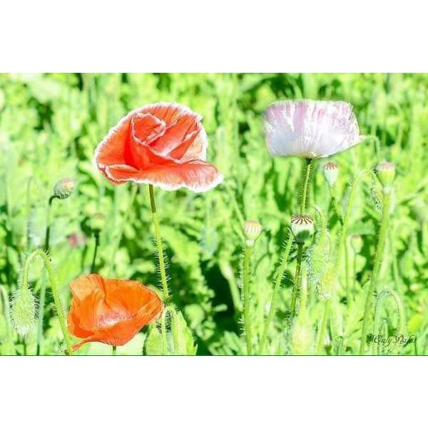 CÁNH ĐỒNG HOA NGU MĨ NHÂN 50 HẠT GIỐNG SIÊU HOA