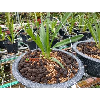 Phân trùn quế tan siêu chậm Vermis-pro bao 25kg