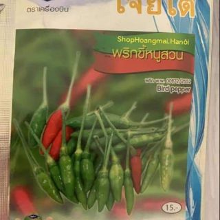 ỚT XIÊM RỪNG THÁI LAN