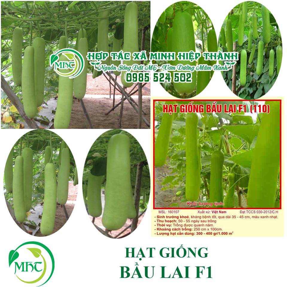 Hạt giống bầu