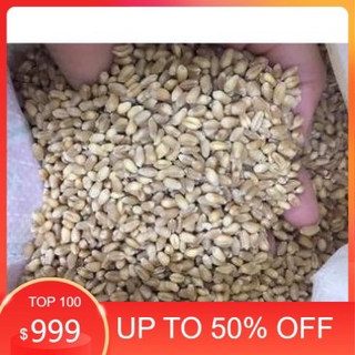 [ Siêu Rẻ ] Hạt Giống Cỏ Lúa Mì (Mầm Lúa Mạch) Dễ Trông, Thơm Ngon Gói