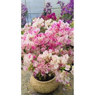 Cây hoa giấy nhập gân hồng