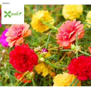 Gói 200 Hạt giống hoa mười giờ kép nhiều màu