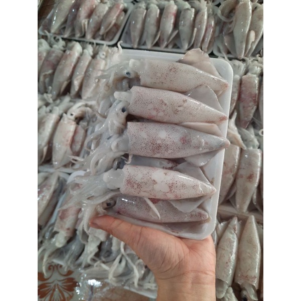 (Chỉ giao Hà Nội) Mực ống TƯƠI NGON
