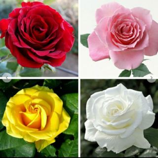 Hoa Hồng Đà Lạt nhiều màu(bầu ươm cây giống)