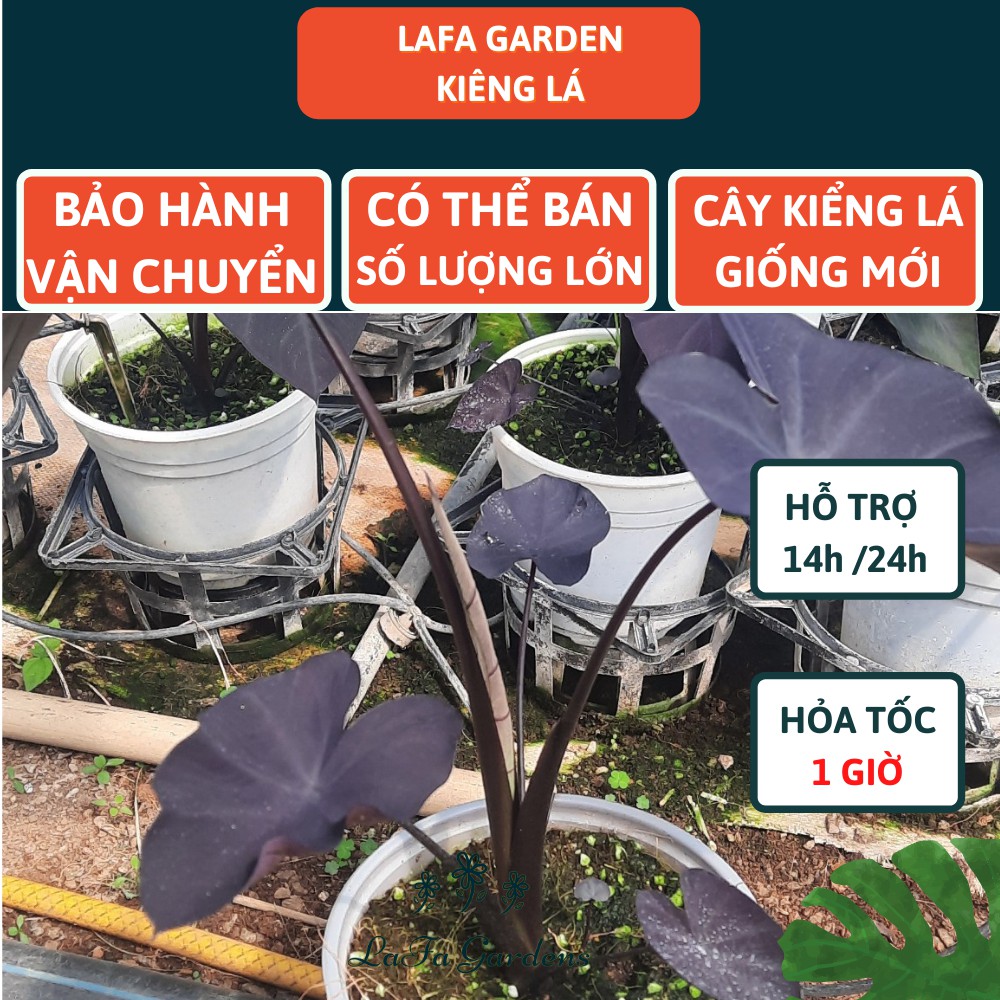 Cây kiểng lá Black Coral LAFA GARDEN, Kích thước (40-60cm), Combo kèm chậu và giá thể trồng cây