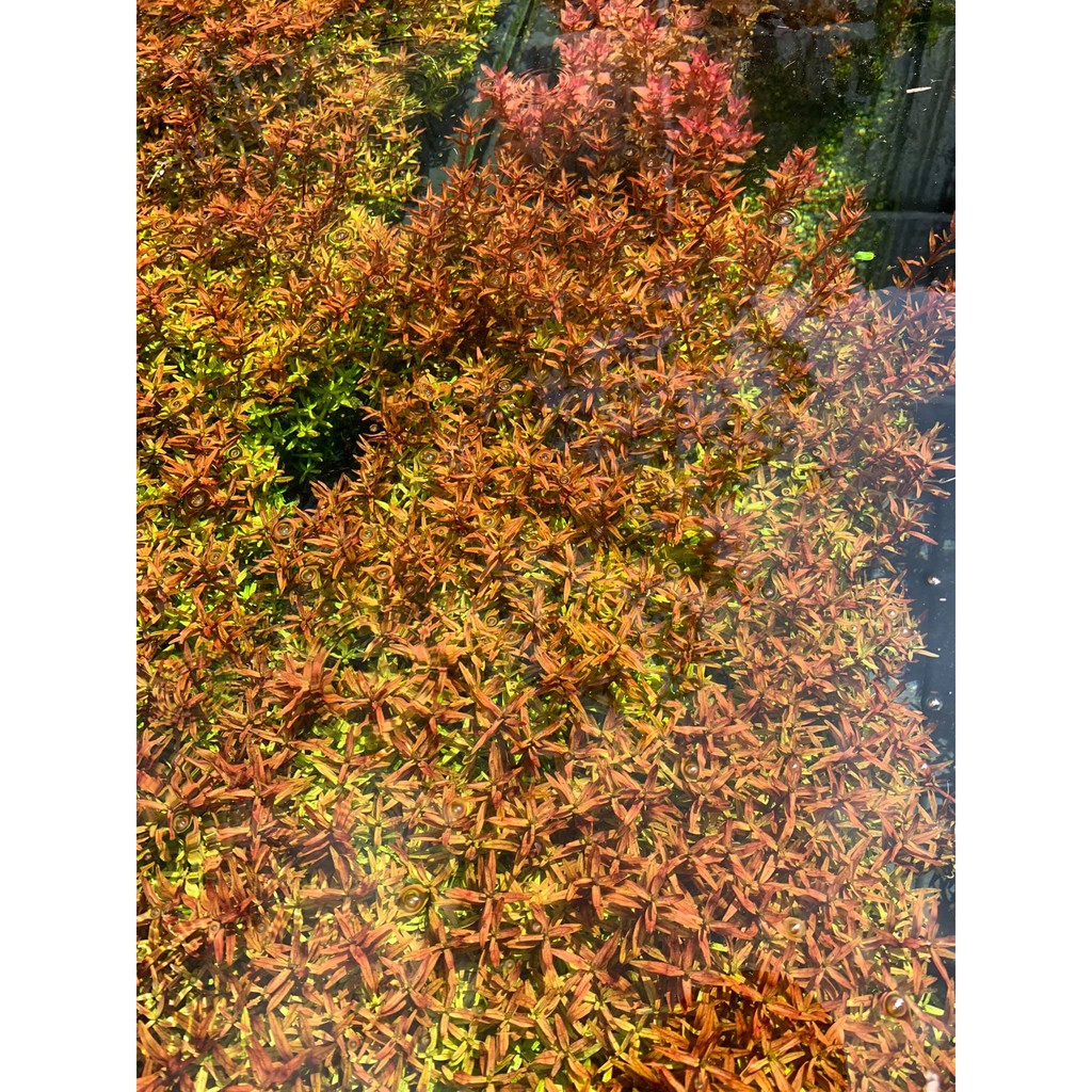 Combo 5 chậu vảy ốc đỏ - 80k