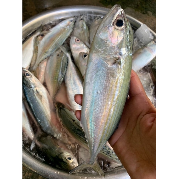 Cá BacMa làm sạch  ~0.5kg