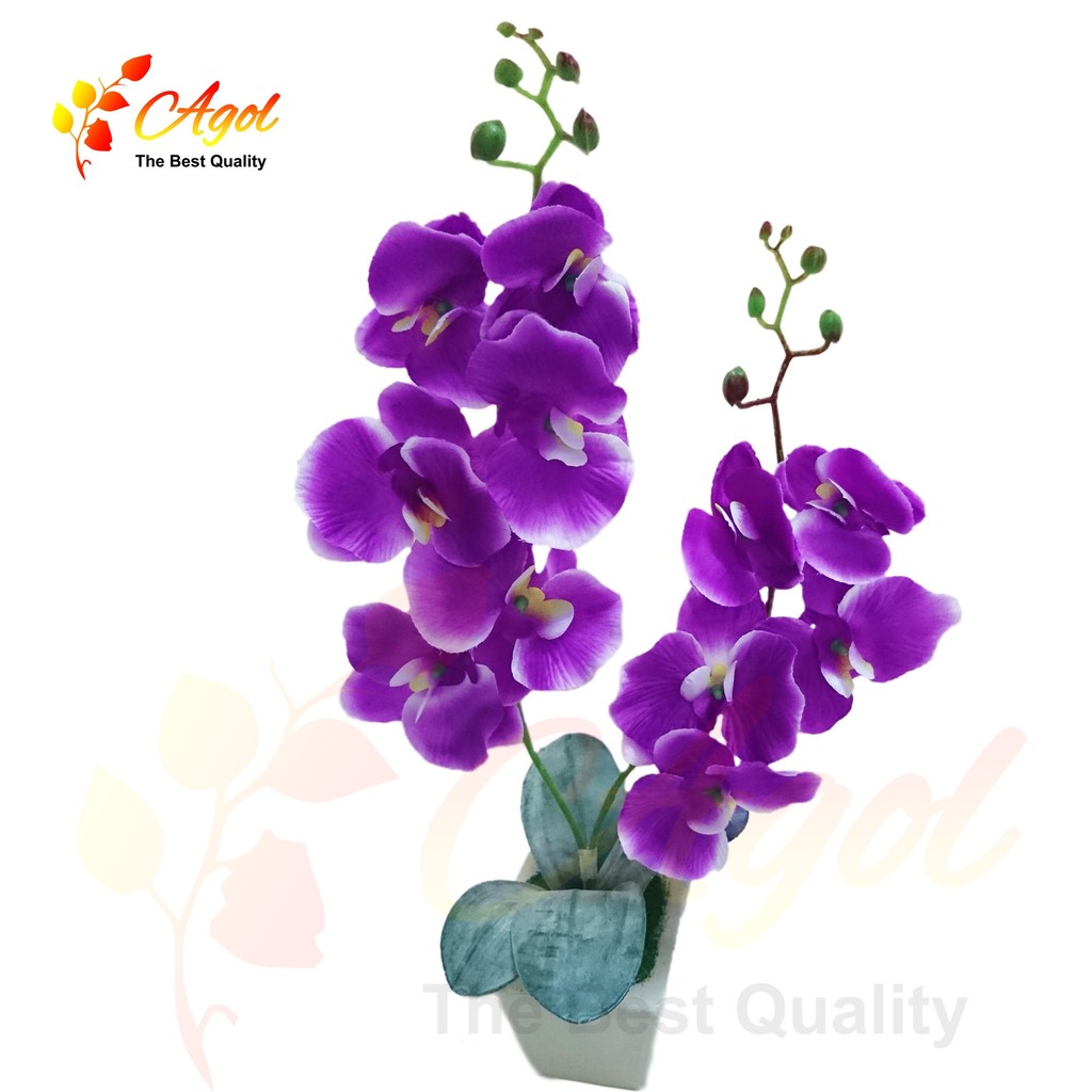 Chậu hoa lan vải