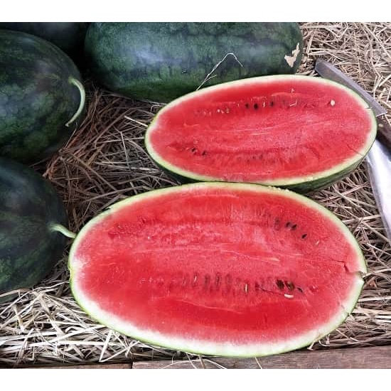 Hạt Giống Dưa Hấu Sai Trái 0.1gr