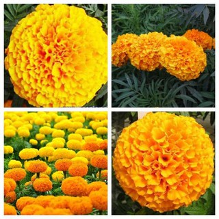 50h Hạt Giống Hoa Cúc Vạn Thọ Mỹ