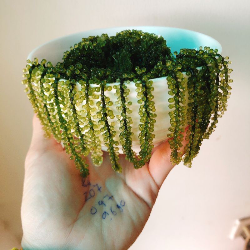 Rong nho tách nước Bảo Châu (tặng kèm 1 gói sốt mè) | BigBuy360 - bigbuy360.vn