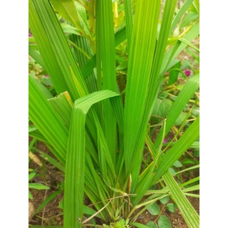 10 củ giống sâm đại hành