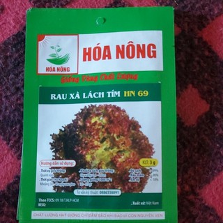 Hạt giống xà lách xoăn tím