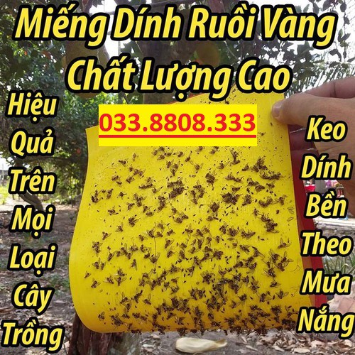 Bộ 10 miếng bẫy ruồi vàng dùng cho vườn lan, cây ăn trái - Bẫy Dính Ruồi Vàng Siêu Hiệu Quả