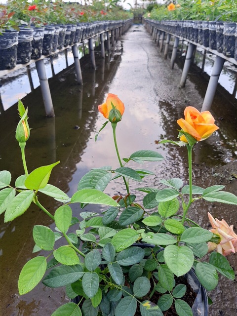 Hồng vàng thơm