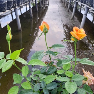 Hồng vàng thơm (hồng vàng nghệ)