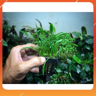 Cây thuỷ sinh Parvar tiền cảnh