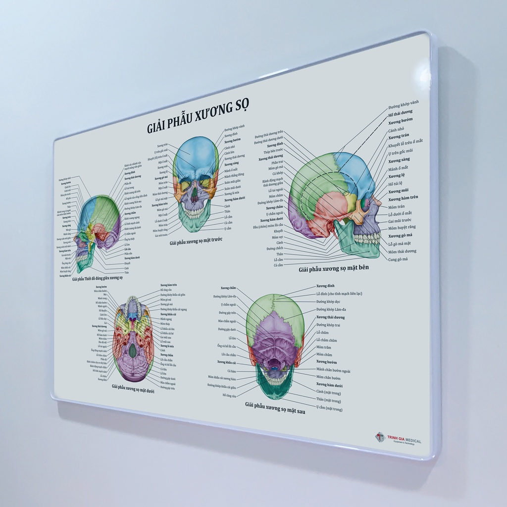 Tranh giải phẫu sọ. 40x60cm. Ép gỗ phủ mica.