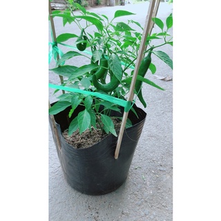 Ớt sừng trái lớn