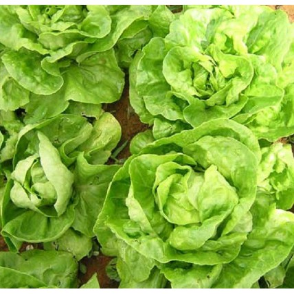 3GRAM HẠT GIỐNG XÀ LÁCH CHỊU NHIỆT - XÀ LÁCH ĐĂM