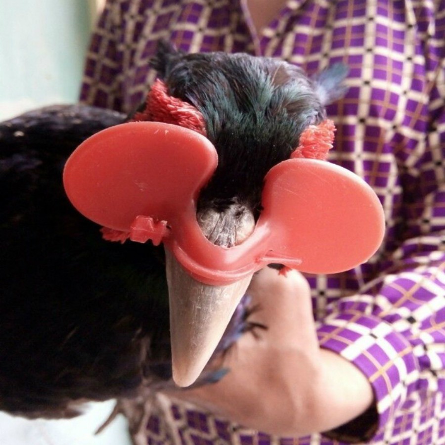 KÍNH CHO GÀ TRE CHIM TRĨ  BỘ 100 KÍNH