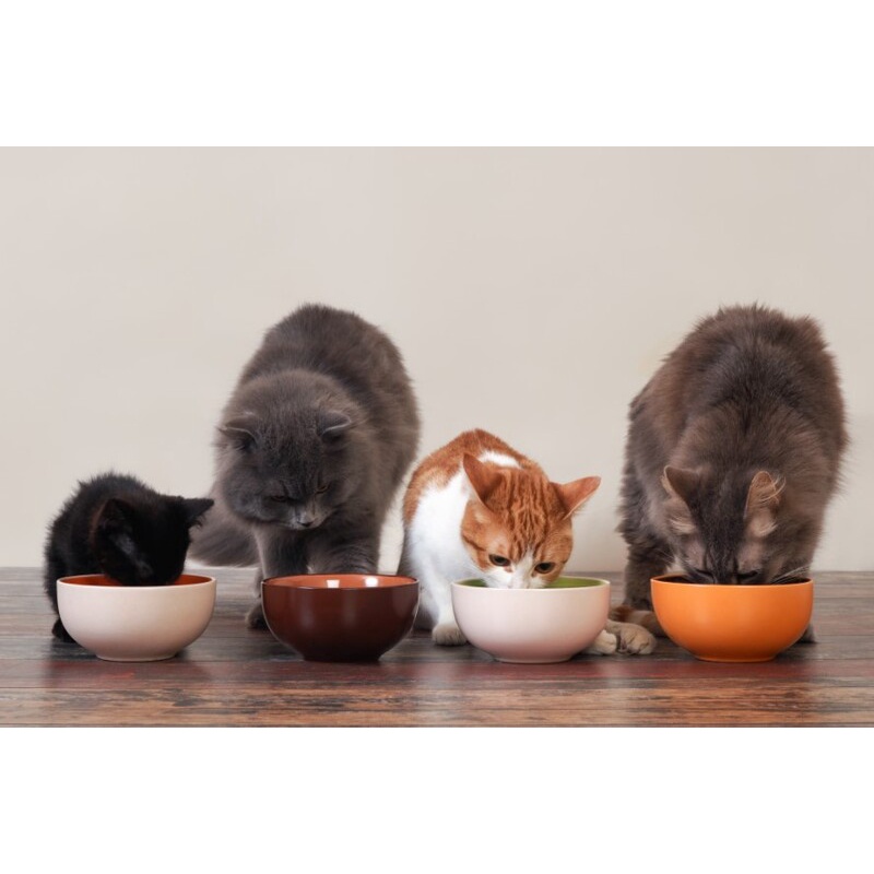 Pate Nekko thức ăn dinh dưỡng cho mèo con Kitten và mèo lớn đủ vị thơm ngon nhập trực tiếp Thái Lan chính hãng gói 70gr